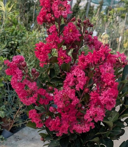 Lagerstroemia indica 1m kmeň, kompaktná koruna mix